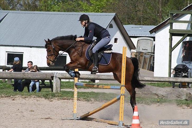 Anden særlig race Mulle  * RIP -6 maj 11* - ring og rid. vandt<3 billede 20