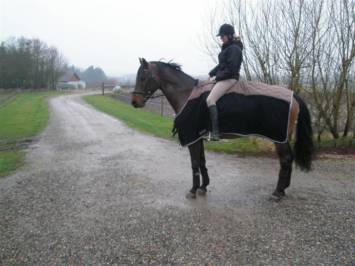 Dansk Varmblod HeinsgaardensCarl*R.I.P*  - Taget hjemme. Og er på vej ned  i hallen.  billede 7