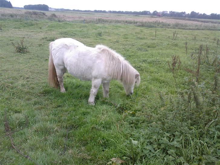 Shetlænder Maja R.I.P. billede 10