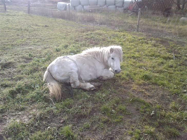 Shetlænder Maja R.I.P. - Er lille Maja træt? <3 billede 11