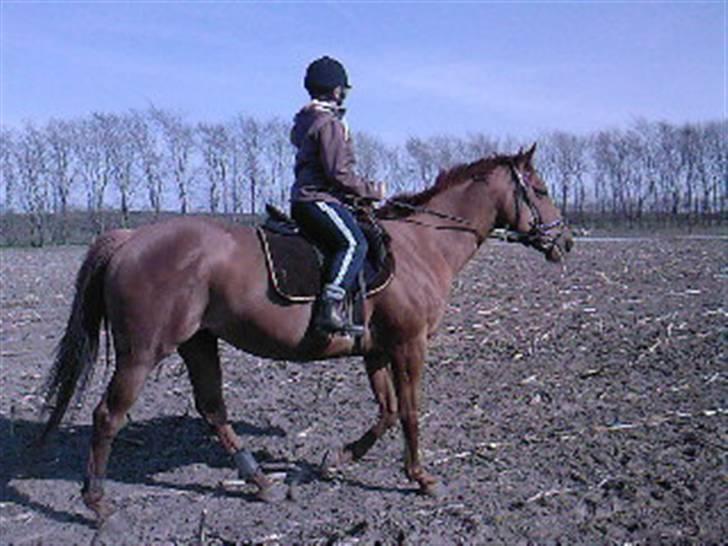 Anden særlig race Østermarkens Ginger - Ginger & Mamiko (første gang Mamiko red) billede 20