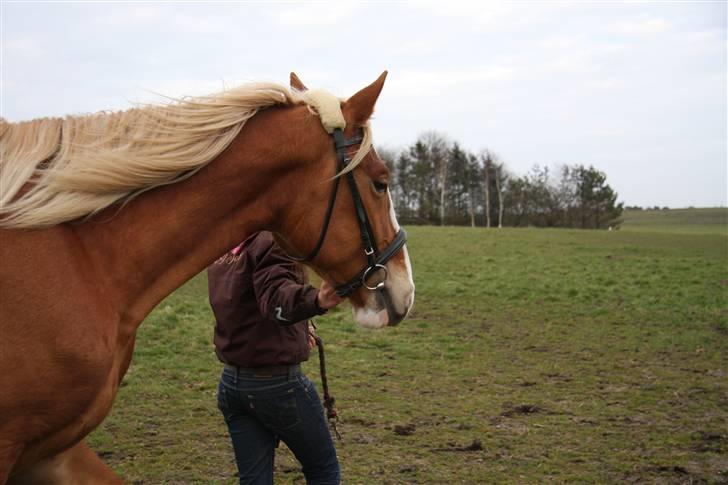 Frederiksborg | Elstedgaards Emilie - Emilie :D taget af Emma Lindtoft <3 billede 12