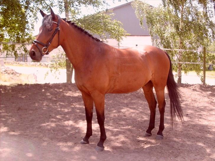 Dansk Varmblod Lord Lennox - lennox i rotunden, stald nordskov, 3 år. billede 1