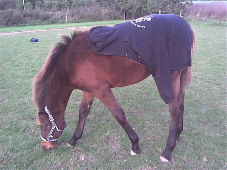 Dansk Varmblod Lord Lennox - lennox hygger efter endt strigling på folden, joelsgård, 3-4 måneder. billede 2