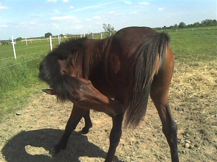 Dansk Varmblod Lord Lennox - Lennox klør sig i sommersolen, stald Jaka, 1½ år. billede 3