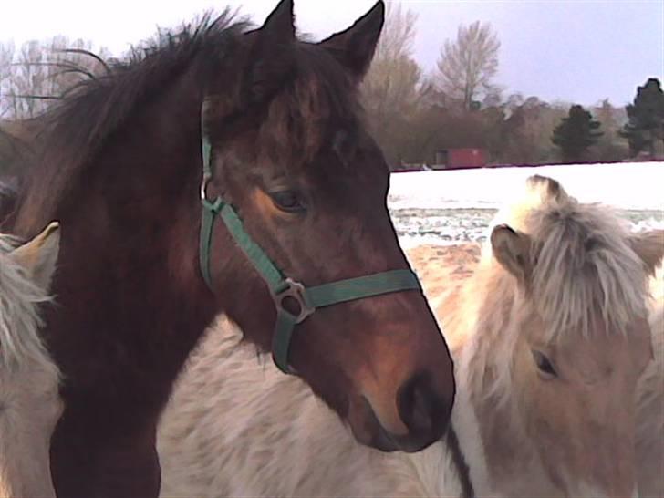 Dansk Varmblod Lord Lennox - Lennox med sine seks fjordbolle venner, arnakke, ½ år. billede 4