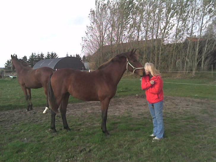 Dansk Varmblod Lord Lennox - mor med lennox, stald jaka, ca.1 år og 7-8 måneder. billede 5