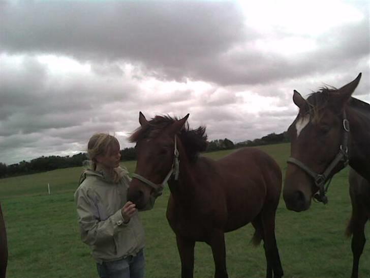 Dansk Varmblod Lord Lennox - Lennox og mig, stald jaka, 1 år. billede 6