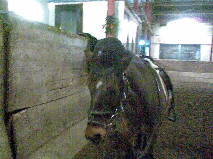 Anden særlig race Marco billede 14