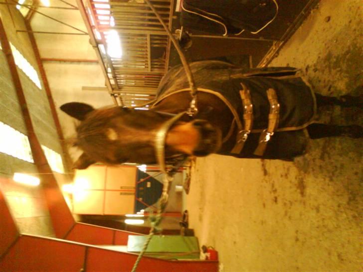 Anden særlig race Marco billede 15