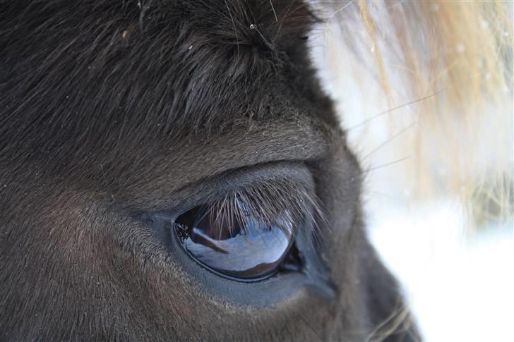 Shetlænder Lise - Foto : Mig / Hanne Viola Pedersen billede 14