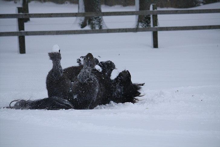 Shetlænder Lise -  Lise elsker sne :D Foto : Mig / Hanne Viola Pedersen billede 16
