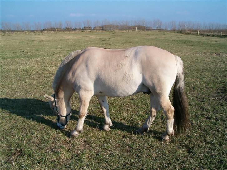 Fjordhest Risdalls Emil**Solgt** - helt uden tøj billede 15