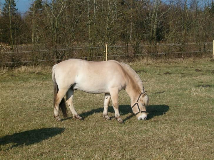 Fjordhest Risdalls Emil**Solgt** - i dejligt vejr billede 16