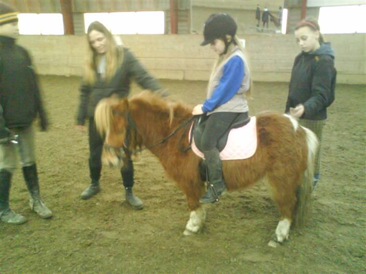 Shetlænder Tarzan - Tarzan og tidligere ejer billede 2