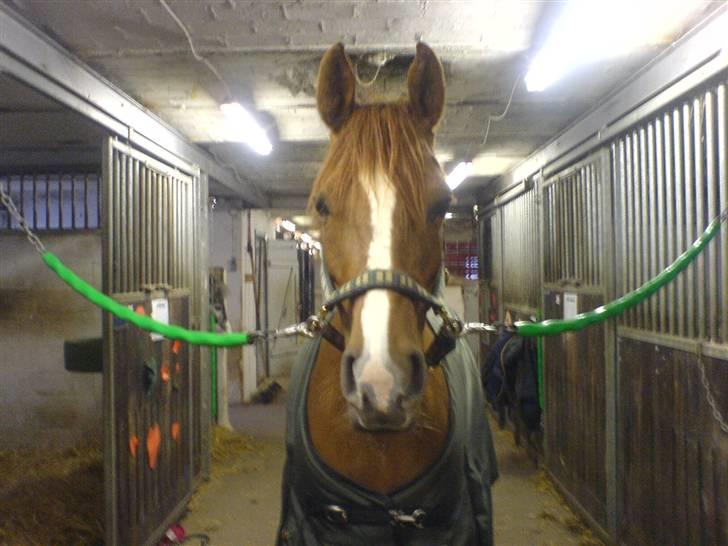 DSP Donna <3 SOLGT - Smukke Donna på staldgangen (: billede 2