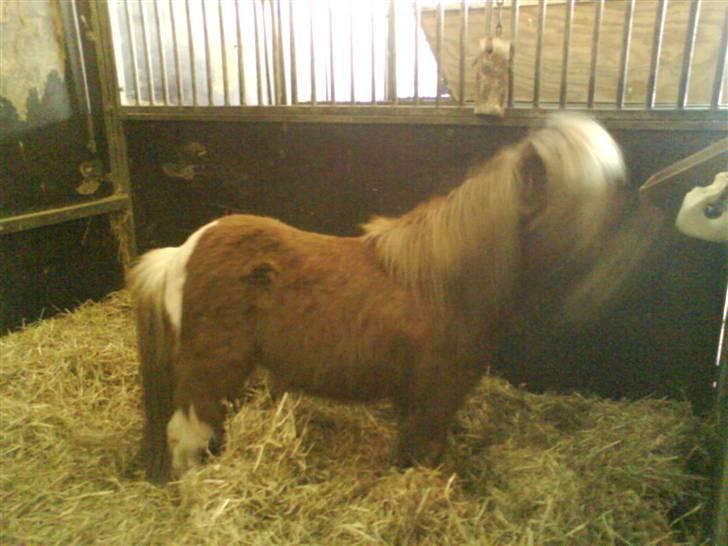 Shetlænder Tarzan - Kan ikke nå krybben i Flik Flaks box... billede 3