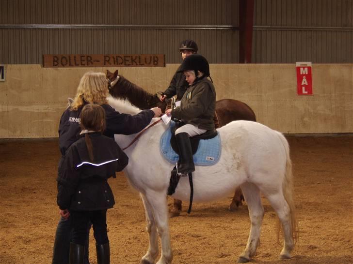 Welsh Mountain (sec A) Skrubbenborg Jamais billede 12