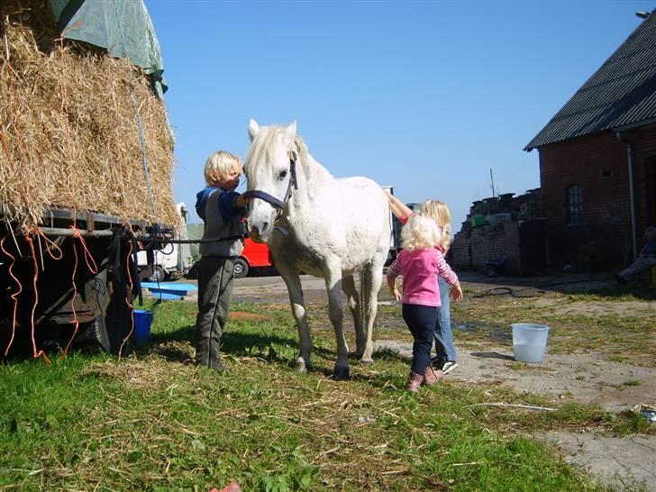 Welsh Mountain (sec A) Skrubbenborg Jamais - såvasker vi billede 13