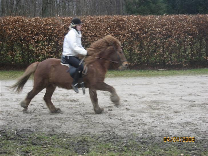 Islænder Blossi - galop på vej ind i skoven :D billede 10