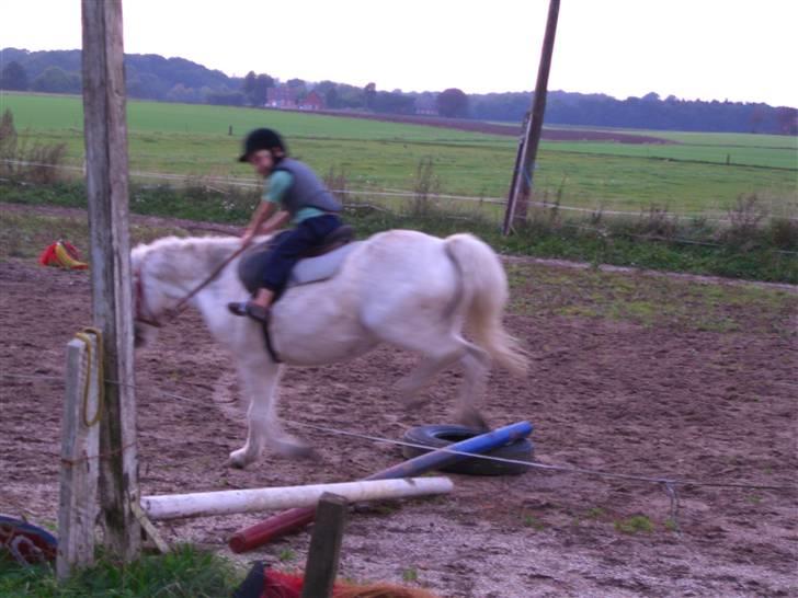 Welsh Mountain (sec A) Skrubbenborg Jamais billede 14