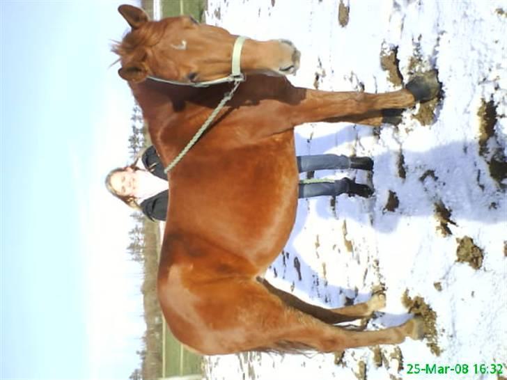 New Forest Vannetie - her er vi i sneen =) billede 16