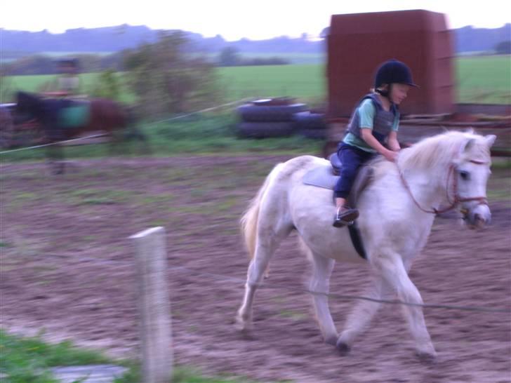 Welsh Mountain (sec A) Skrubbenborg Jamais billede 15