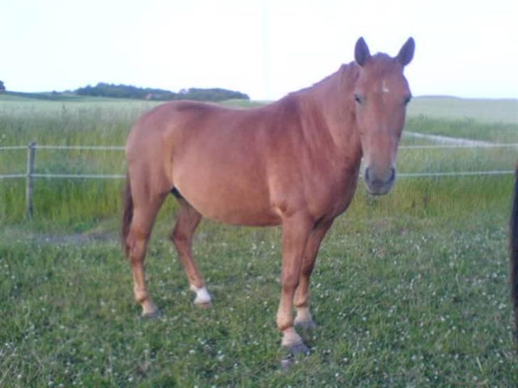 New Forest Vannetie - maser lækker græs =) billede 17