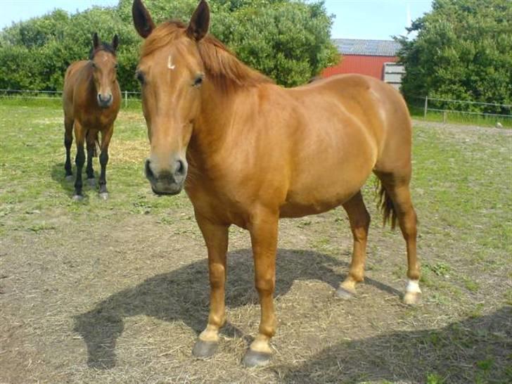 New Forest Vannetie - hun er bare så smuk ! =) billede 18