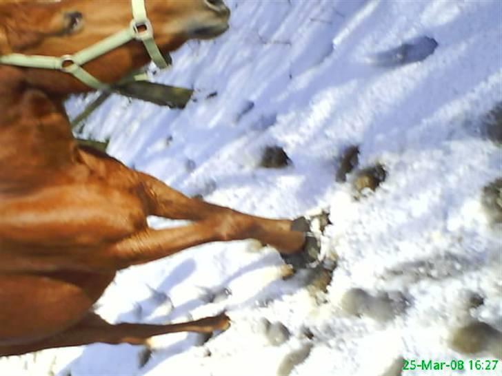 New Forest Vannetie - hmm hun vil bare snakke =) billede 19