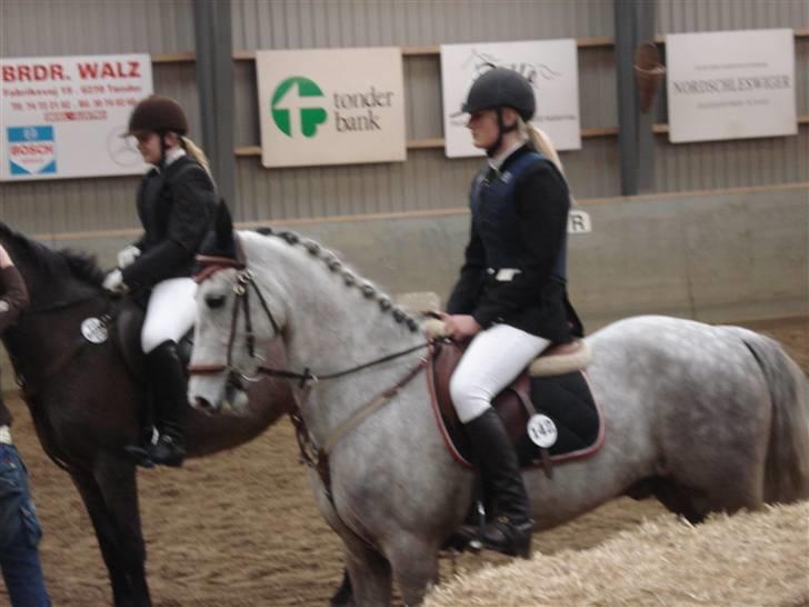 Irsk Sportspony Dooneens Robin Hood-R.I.P billede 6