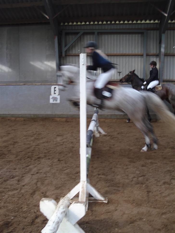 Irsk Sportspony Dooneens Robin Hood-R.I.P billede 7