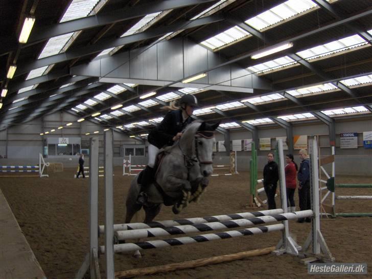 Irsk Sportspony Dooneens Robin Hood-R.I.P billede 8