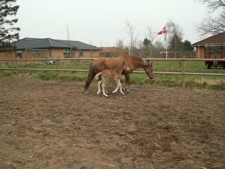 New Forest Wicked Pure Gold *SOLGT* - Goldy med hendes føl fra 2008 - Calandias Sweet Cherry Pie billede 19