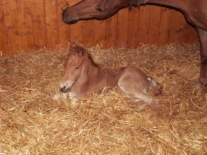 New Forest Wicked Pure Gold *SOLGT* - Goldys føl fra 2008 - Calandias Sweet Cherry Pie billede 20