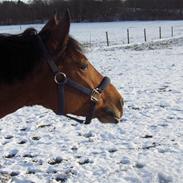 New Forest Odbjergs Gazella