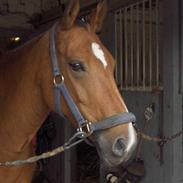 New Forest Odbjergs Gazella