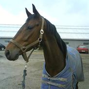 Dansk Varmblod Ulsvig´s Calimero *R.I.P*