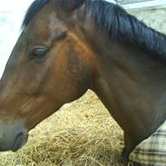 Dansk Varmblod Ulsvig´s Calimero *R.I.P*