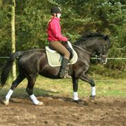 Anden særlig race Miklagaards Black Beauty