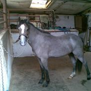 Welsh Pony (sec B) Myandor 