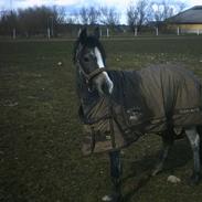 Welsh Pony (sec B) Myandor 