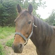 Traver Super (T Part)