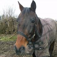 Traver Super (T Part)