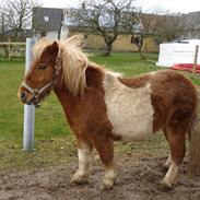 Shetlænder Charlie .. Solgt :'(