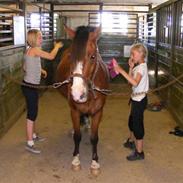 Anden særlig race Dundee 