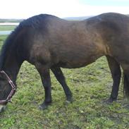 New Forest Bakkegårdens Isabella<3