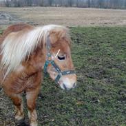 Shetlænder Dorthe (Bella)DØD ;'(