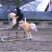 Palomino Fortunens logo