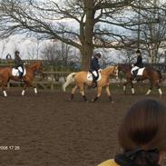 Palomino Fortunens logo